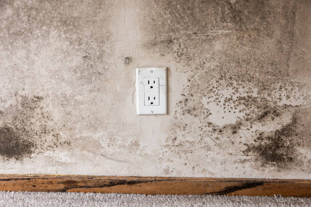 Biohazard Mold Removal in East Meadow, NY