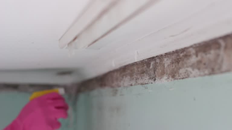 Reliable East Meadow, NY Mold Removal Solutions